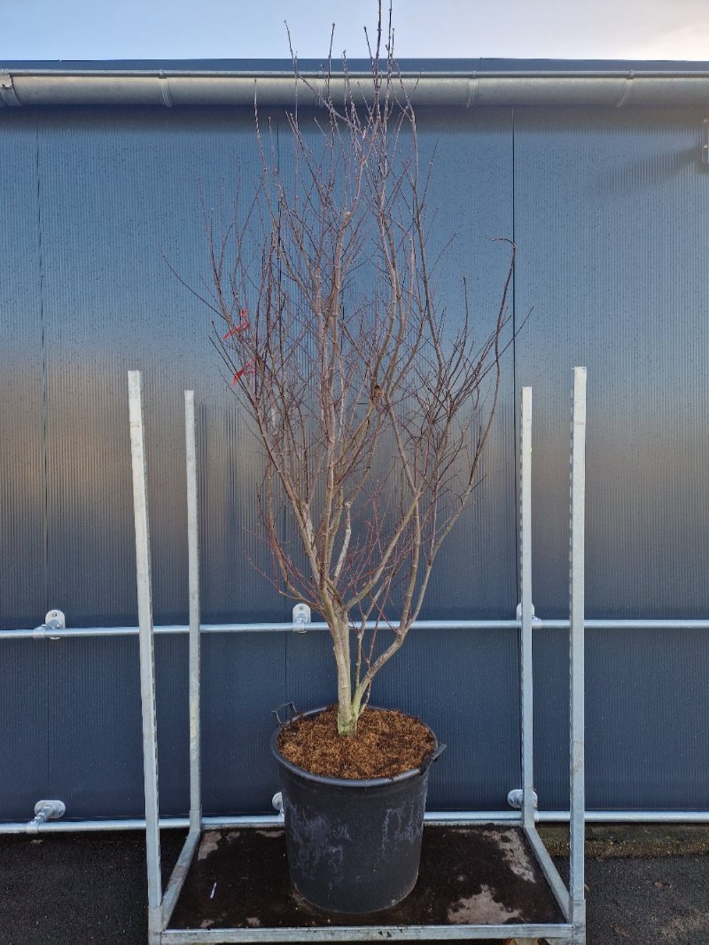 Acer pal. 'Red Emperor' - C90 175-200 CM